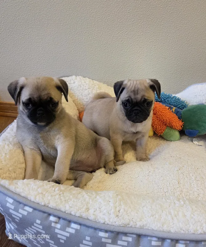 Molly Mae – Pug puppy for sale in Whitelaw, WI
