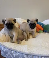 Molly Mae, a female Pug for sale in Whitelaw, WI – Photo 2 of 2