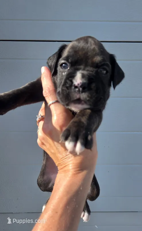 Riggs – Boxer puppy for sale in Whitelaw, WI