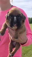Millie, a female Boxer for sale in Whitelaw, WI – 2 of 3