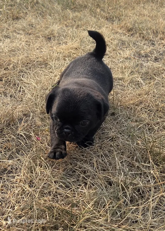 Max – Pug puppy for sale in Whitelaw, WI