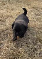 Max, a male Pug for sale in Whitelaw, WI – 1 of 5
