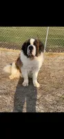 Purebred Adult, a male Saint Bernard for sale in Whitelaw, WI – 2 of 2