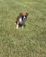 Archur, a male Boxer for sale in Whitelaw, WI – 4 of 5