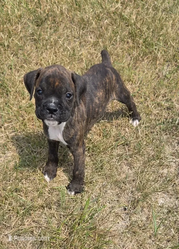Runt – Boxer puppy on hold in Whitelaw, WI