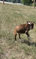 Ace, a male Boxer for sale in Whitelaw, WI – 4 of 5