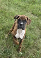 Mia, a female Boxer for sale in Whitelaw, WI – 6 of 7