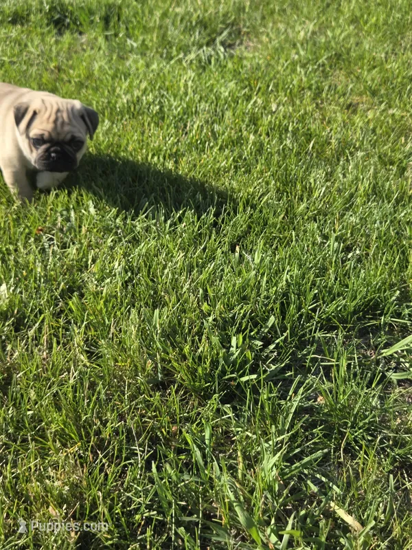 Chubbs – Pug puppy for sale in Whitelaw, WI