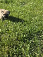 Chubbs, a male Pug for sale in Whitelaw, WI – 1 of 3