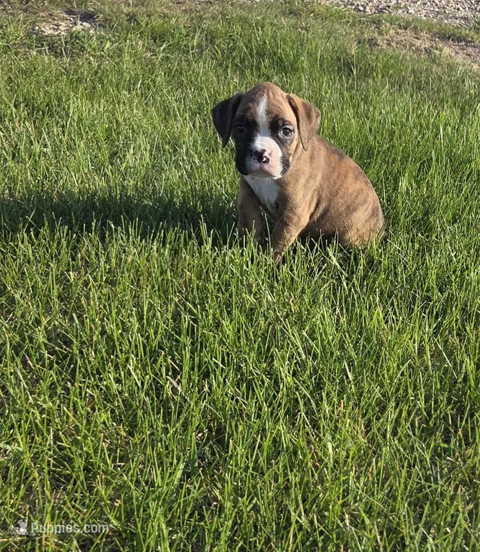 Mya – Boxer puppy for sale in Whitelaw, WI