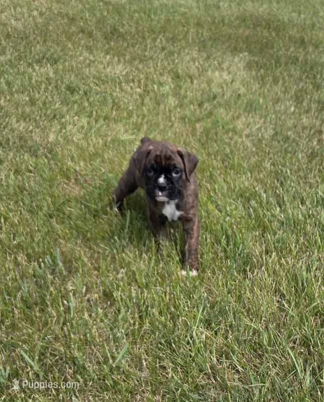 Drakco – Boxer puppy for sale in Whitelaw, WI