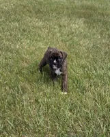 Drakco, a male Boxer for sale in Whitelaw, WI – 1 of 4