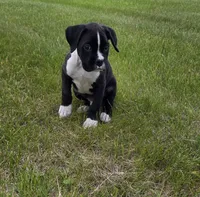 Max, a male Boxer for sale in Whitelaw, WI – 3 of 10