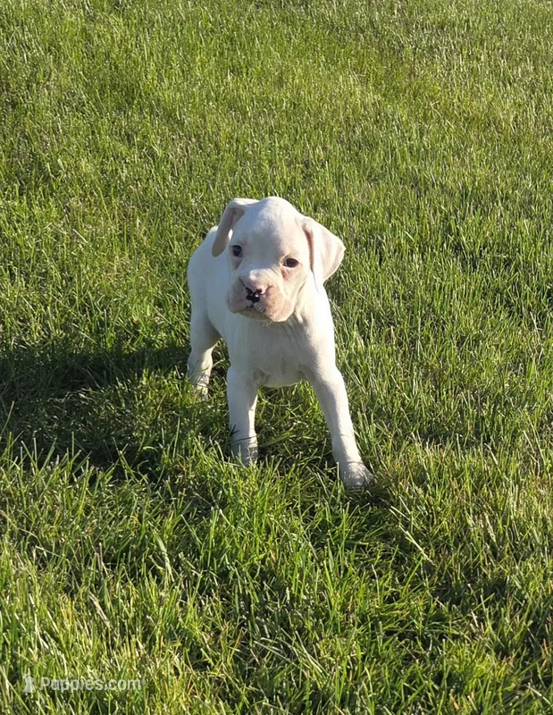 Kasper – Boxer puppy for sale in Whitelaw, WI