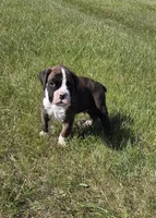 Hobbs, a male Boxer for sale in Whitelaw, WI – 6 of 8