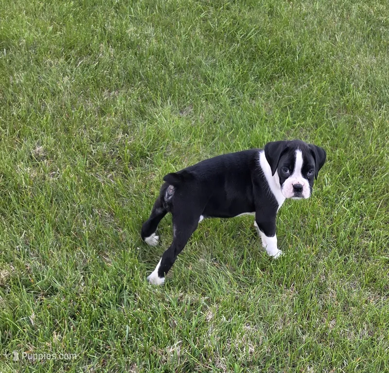 Maliha – Boxer puppy for sale in Whitelaw, WI