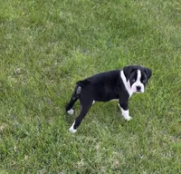 Maliha, a female Boxer for sale in Whitelaw, WI – 1 of 4