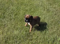 Hessa, a female Boxer for sale in Whitelaw, WI – 8 of 10