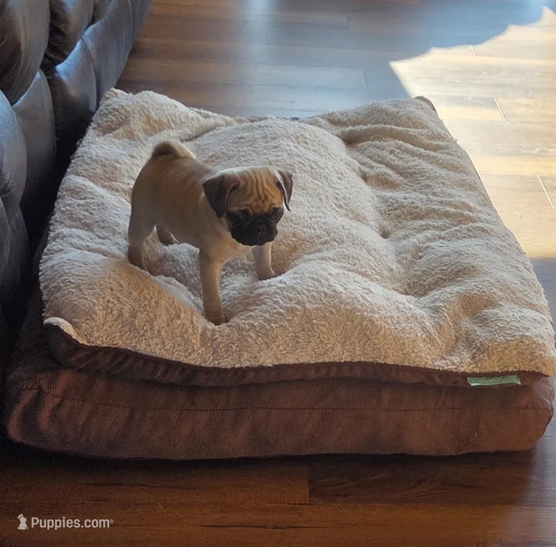 Tily – Pug puppy for sale in Whitelaw, WI