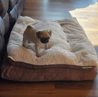 Tily, a female Pug for sale in Whitelaw, WI – 3 of 3
