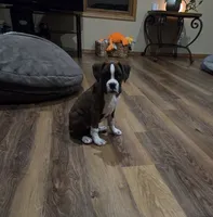 Maliah, a female Boxer for sale in Whitelaw, WI – 9 of 10