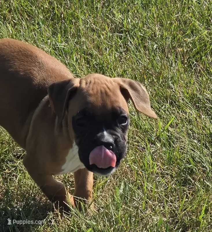 Aspen – Boxer puppy for sale in Whitelaw, WI