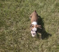 Ace, a male Boxer for sale in Whitelaw, WI – 3 of 4