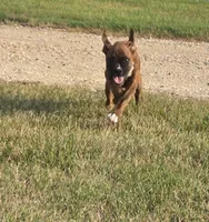 Mia, a female Boxer for sale in Whitelaw, WI – 4 of 9