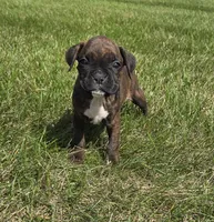 Runt  , a male Boxer for sale in Whitelaw, WI – 5 of 6