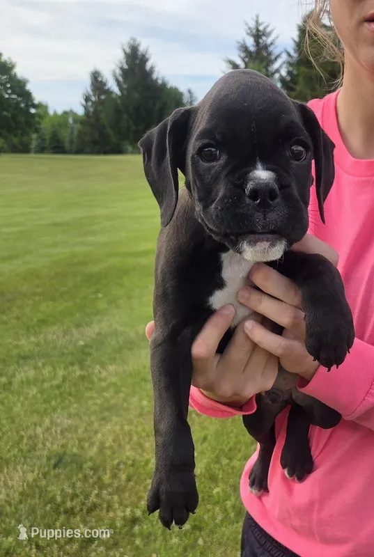 Bently – Boxer puppy for sale in Whitelaw, WI