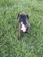 Pebbles, a female Boxer for sale in Whitelaw, WI – 6 of 7