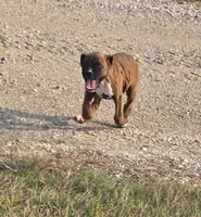 Mia, a female Boxer for sale in Whitelaw, WI – 8 of 9