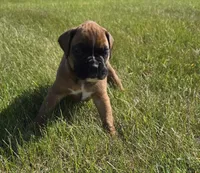 Aspen, a female Boxer for sale in Whitelaw, WI – 3 of 5