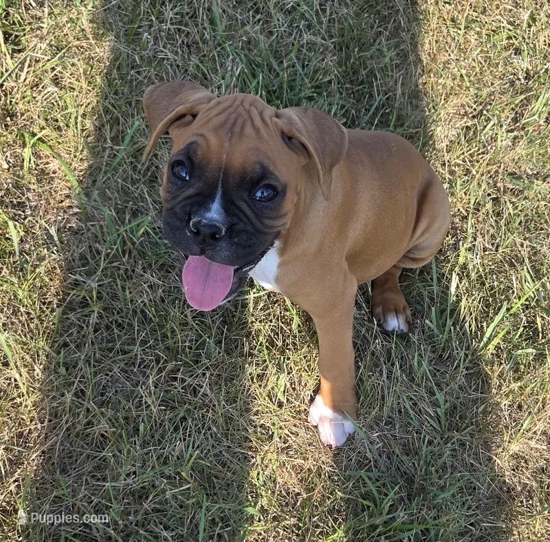 Aspen – Boxer puppy on hold in Whitelaw, WI