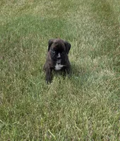 Drew, a male Boxer for sale in Whitelaw, WI – 3 of 4