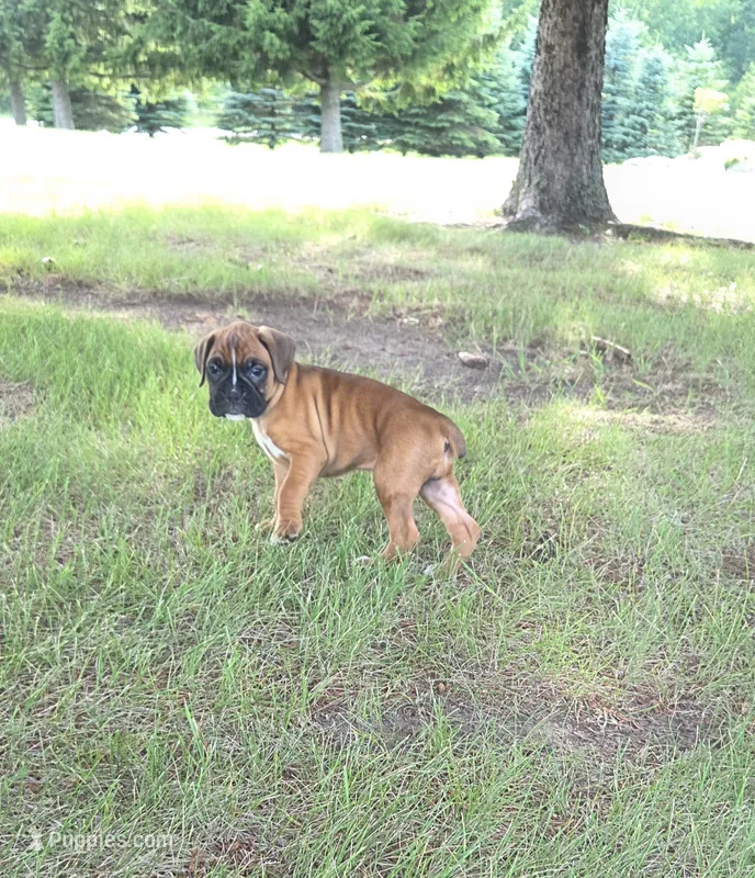 Daisee – Boxer puppy for sale in Whitelaw, WI