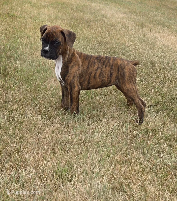 Attie – Boxer puppy for sale in Whitelaw, WI