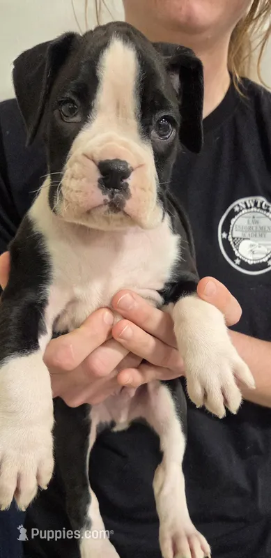 Luke, a male Boxer for sale in Whitelaw, WI – Photo 1 of 2