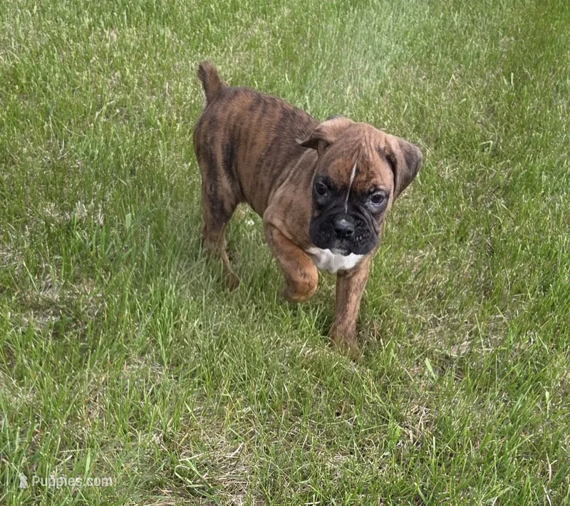 Hobbs – Boxer puppy for sale in Whitelaw, WI