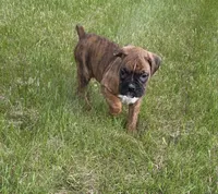 Hobbs, a male Boxer for sale in Whitelaw, WI – 1 of 1