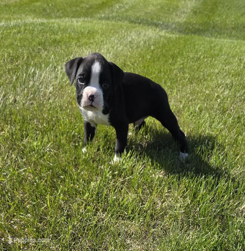 Oscar – Boxer puppy for sale in Whitelaw, WI
