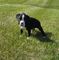 Oscar, a male Boxer for sale in Whitelaw, WI – 2 of 4