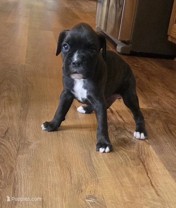 Riggs – Boxer puppy on hold in Whitelaw, WI