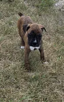 Attie, a female Boxer for sale in Whitelaw, WI – 4 of 7