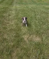 Arlo, a male Boxer for sale in Whitelaw, WI – 7 of 10