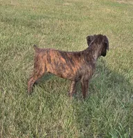 Archur, a male Boxer for sale in Whitelaw, WI – 4 of 5