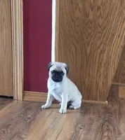 Bowser, a male Pug for sale in Whitelaw, WI – Photo 1 of 4