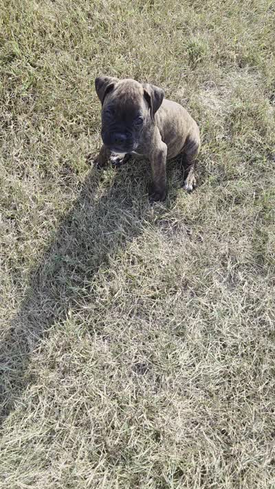 Atkin, a male Boxer for sale in Whitelaw, WI – 9 of 9
