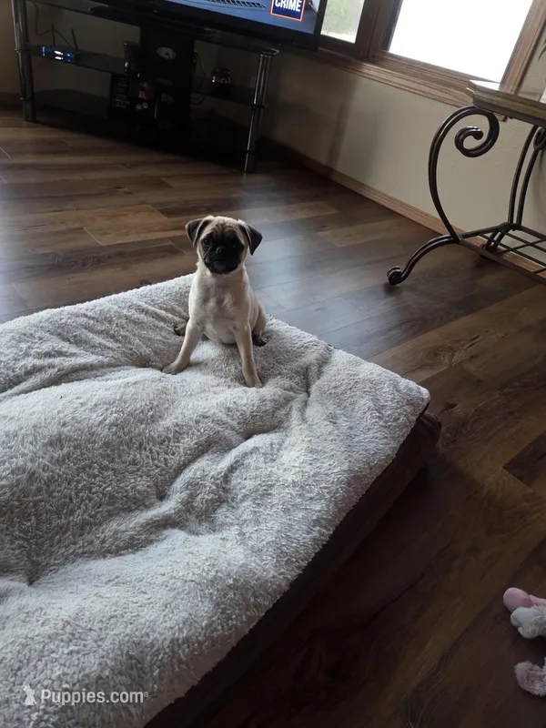Purebred – Pug puppy for sale in Whitelaw, WI