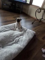 Purebred, a female Pug for sale in Whitelaw, WI – Photo 1 of 4